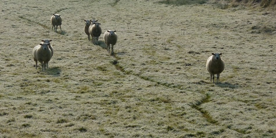 handsome Sheep Flock