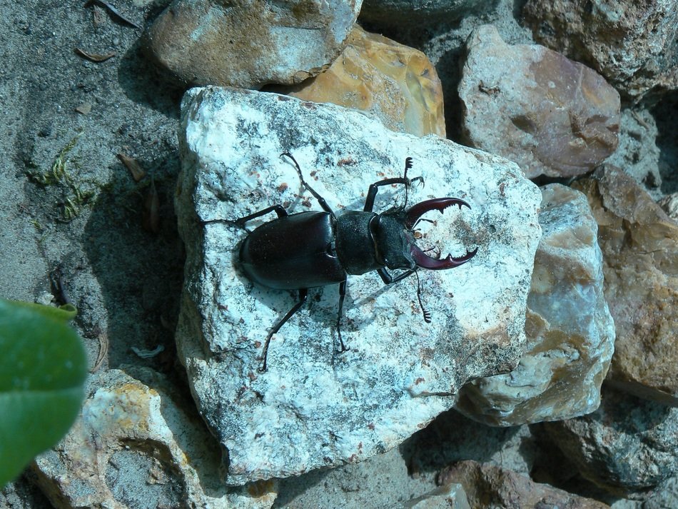 black large beetle on the stone