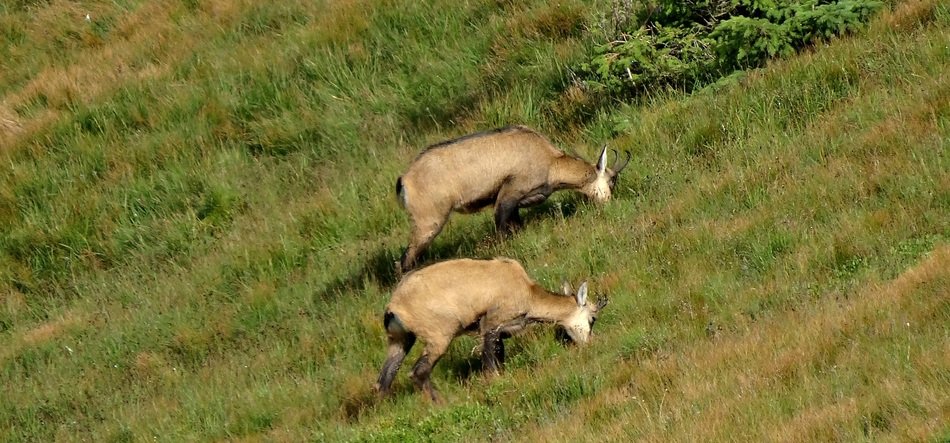 Chamois Animals Poland