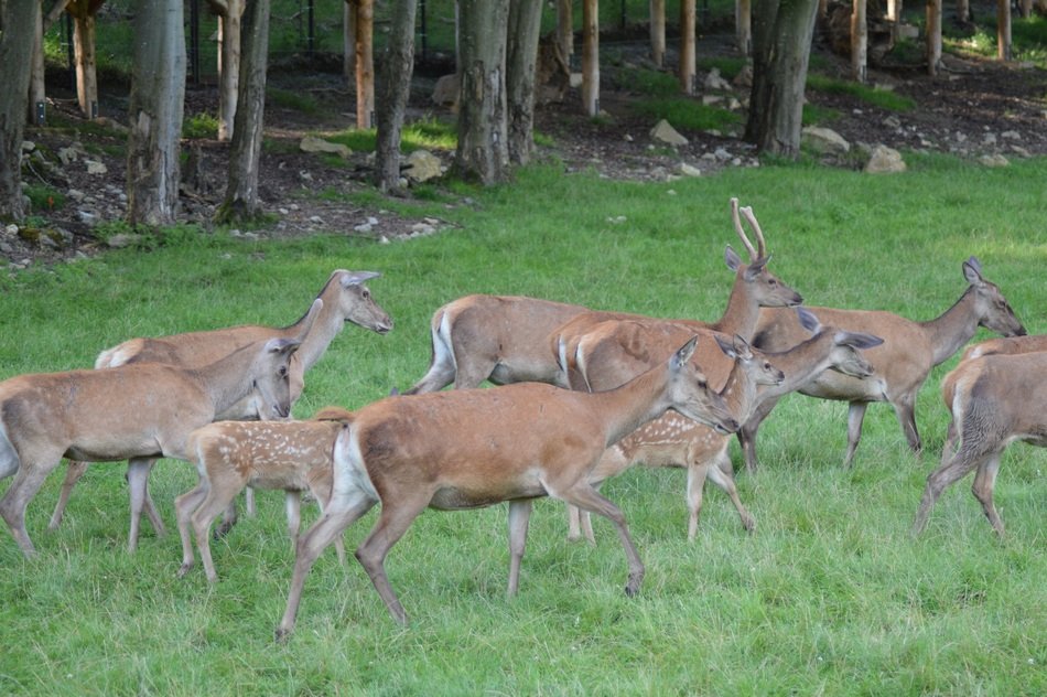 flock of deer in a forest in Belgium