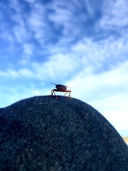 beautiful and cute Insect Knee