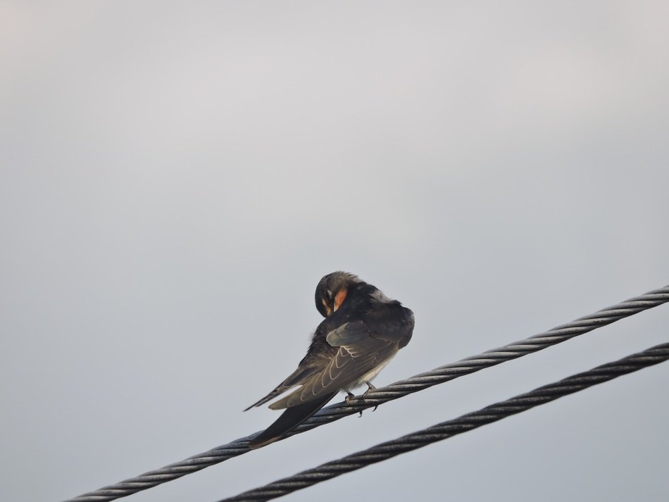 beautiful and cute Swallow