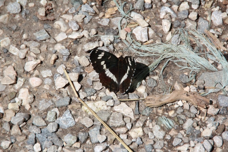 black and white butterfly on granite chips