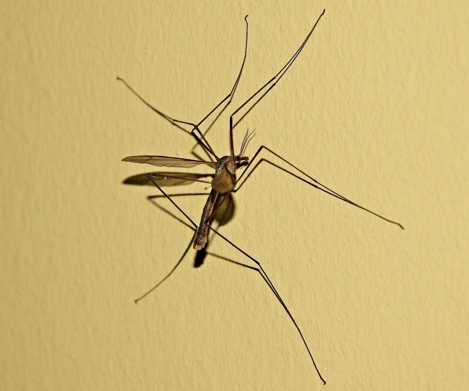 large mosquito on the wall
