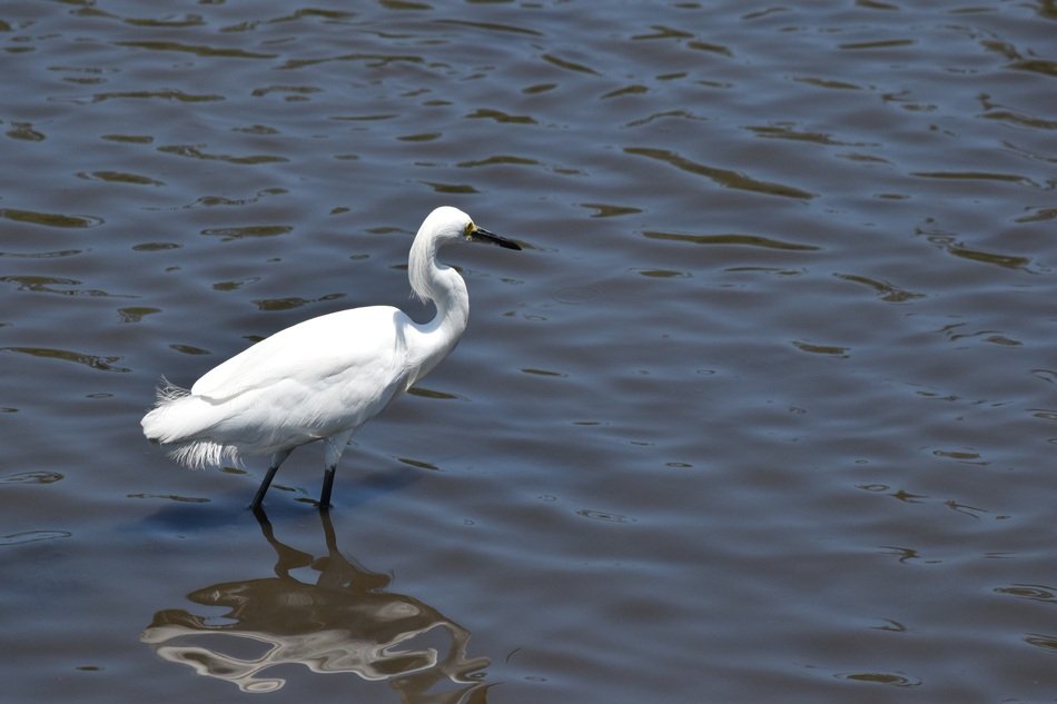 white crane stands in the water