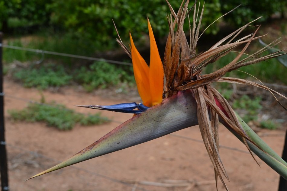 picture of the Strelizia in South Africa