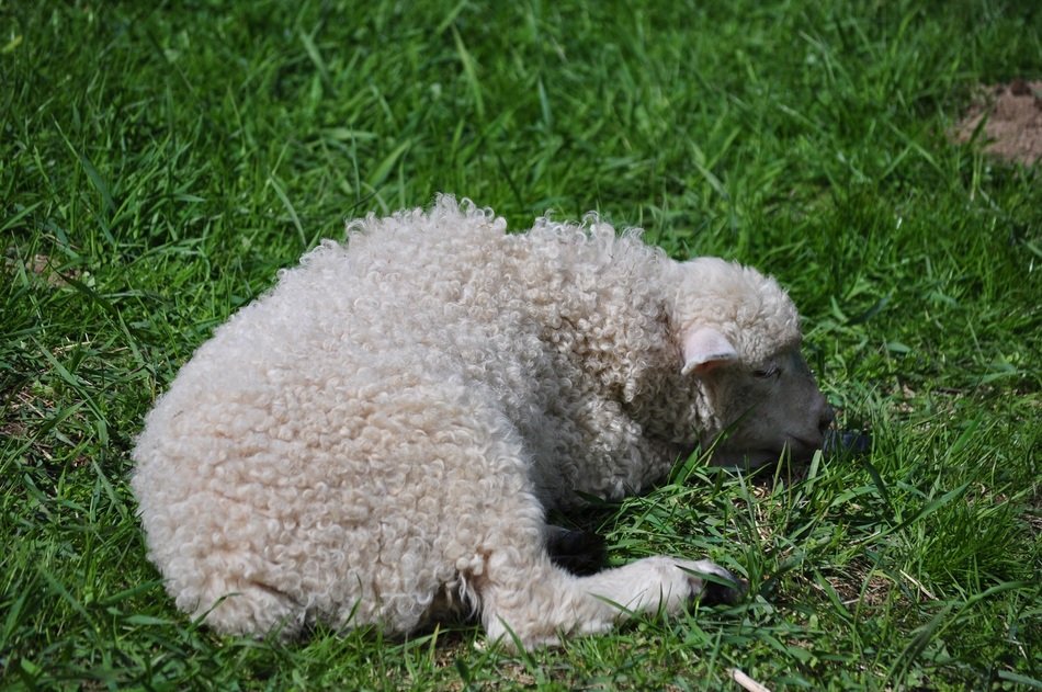 sheep is lying on the grass