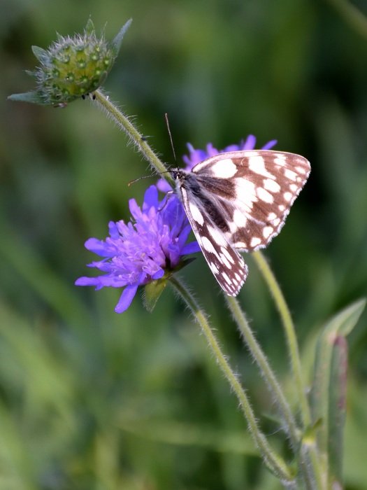 filigree butterfly on the summer purple flower