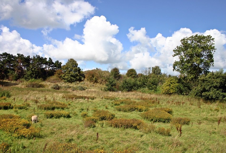 pasture panorama in the Netherlands