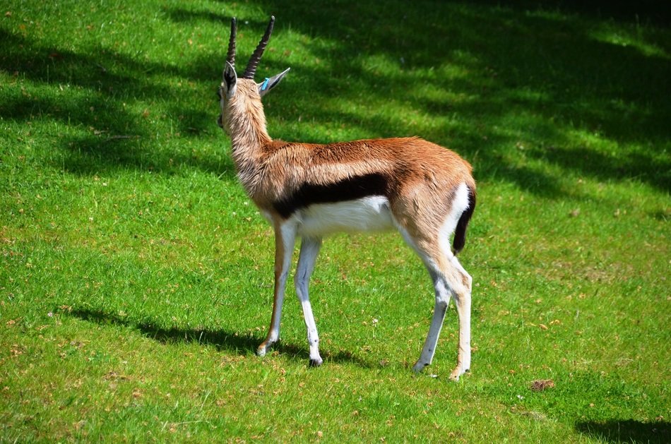 male gazelle on lawn in Zoo