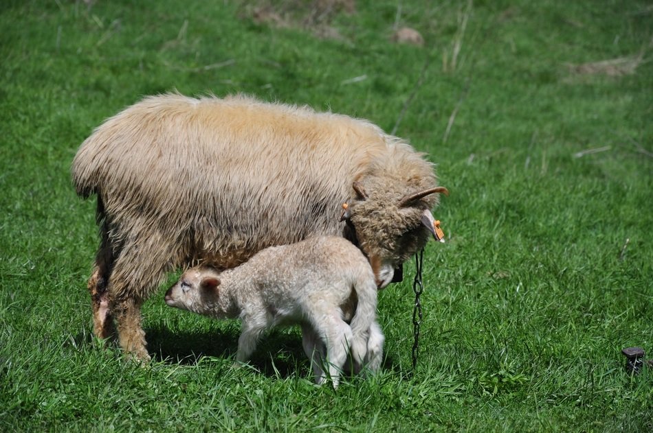 Sheep and Small Sheep in nature