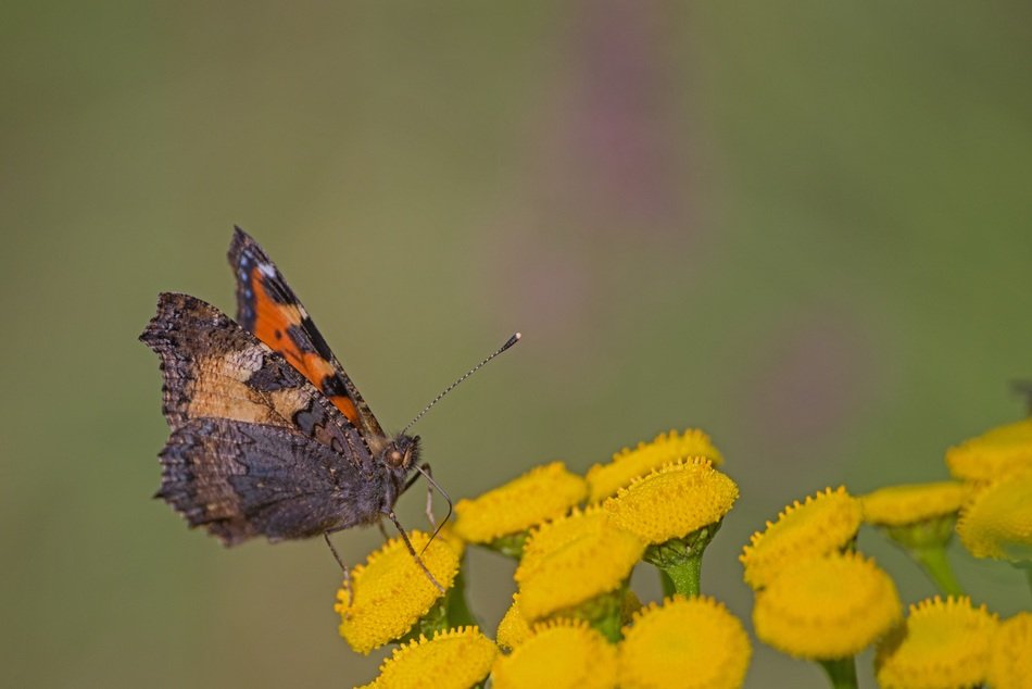 butterfly on the yellow summer flower