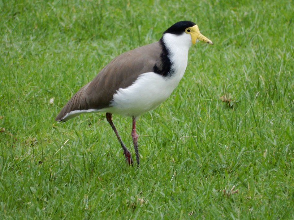 Plover in wildlife