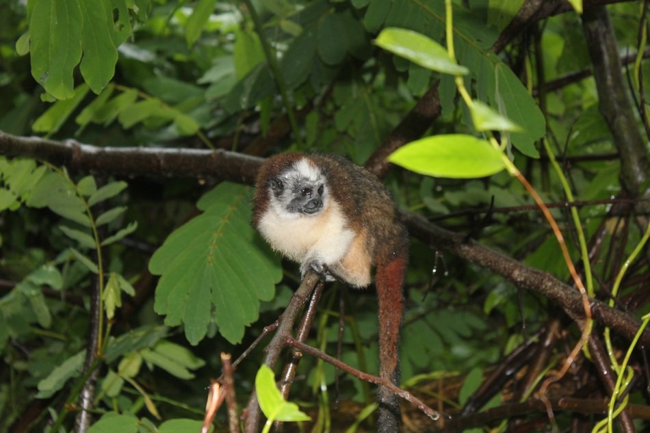 delightful marmoset Monkey in wild