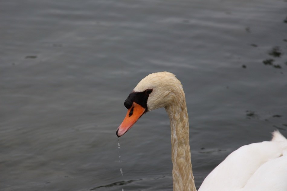 Portrait of wild Head of the swan in the water
