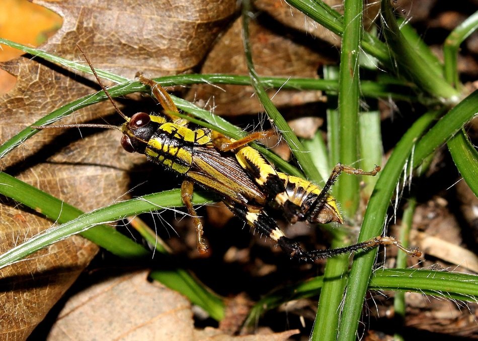motley grasshopper on the grass
