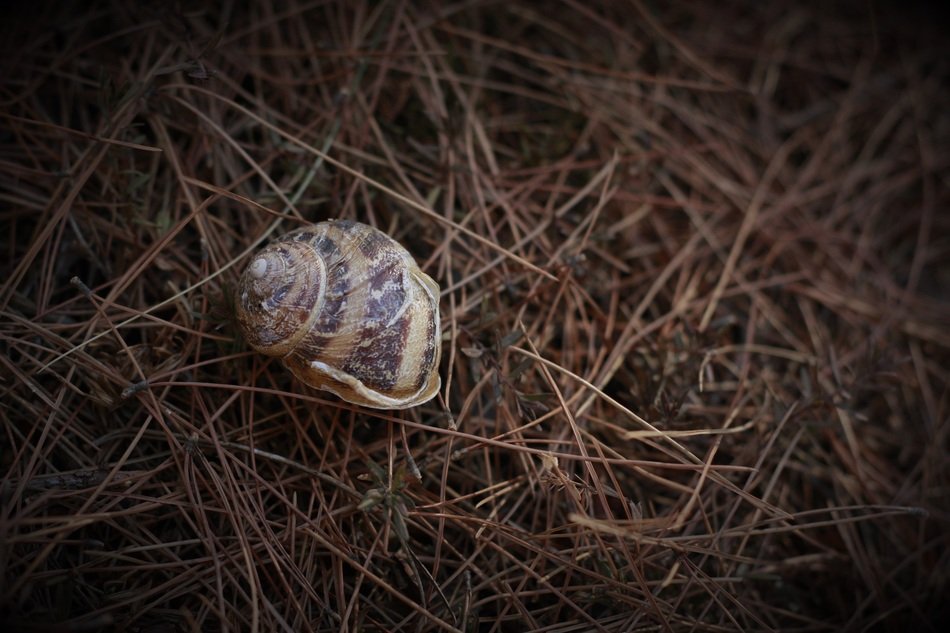 striped shell in the hay