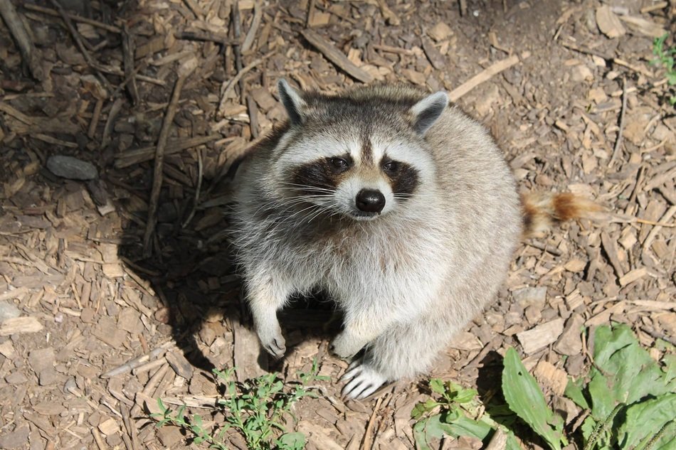 fluffy raccoon in the wood