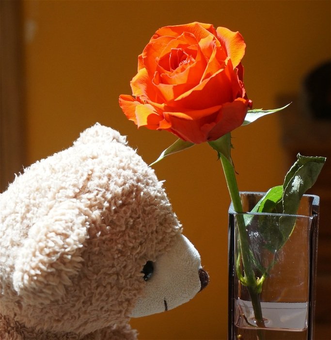 teddy bear near the roses in a vase
