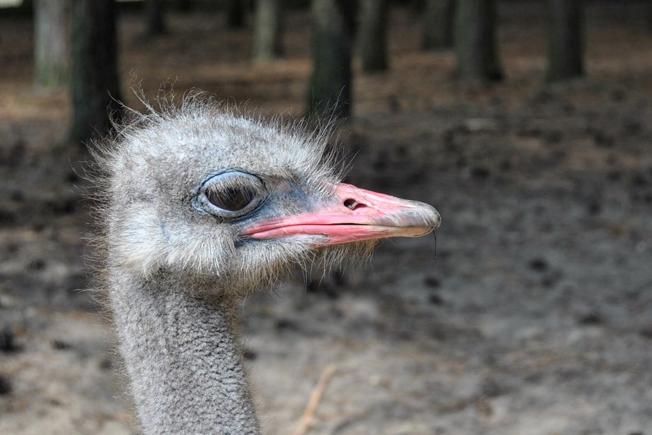 ostrich head on a background of trees