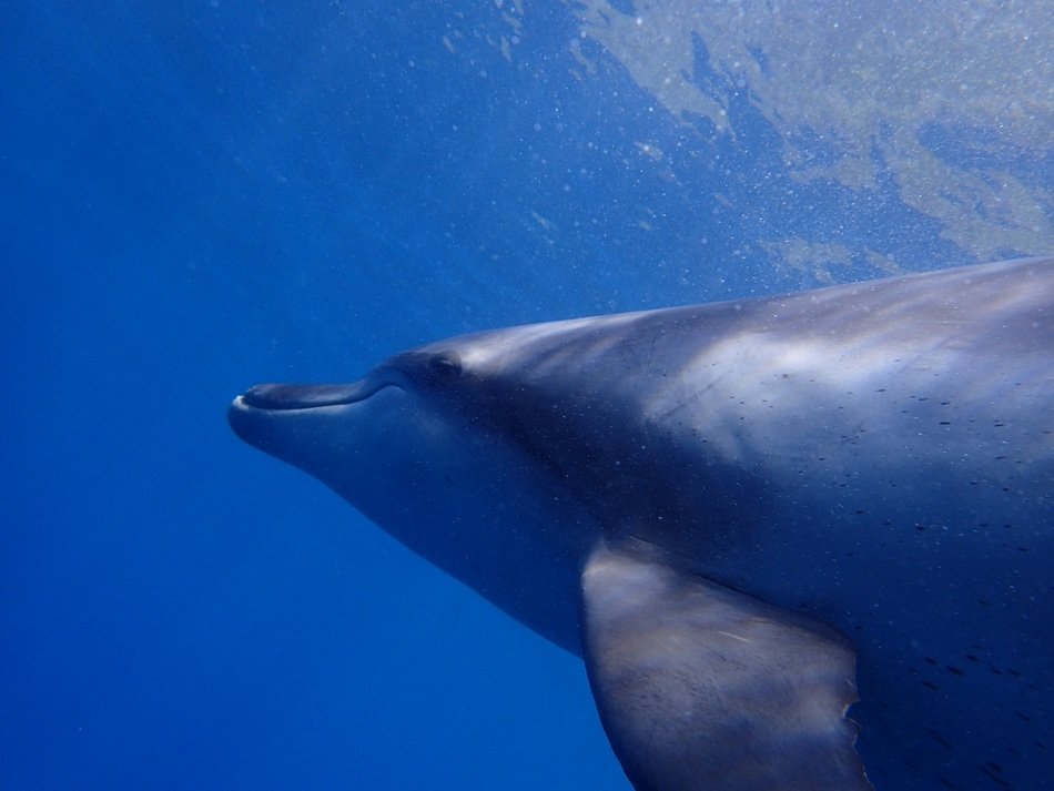 Dolphin in the blue ocean