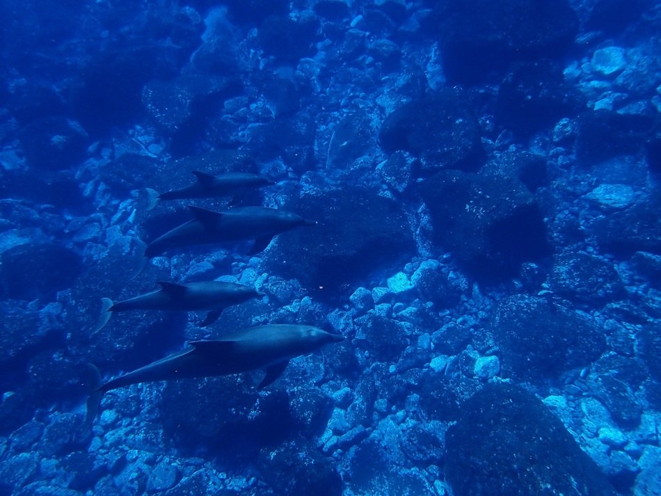 Dolphins in blue ocean