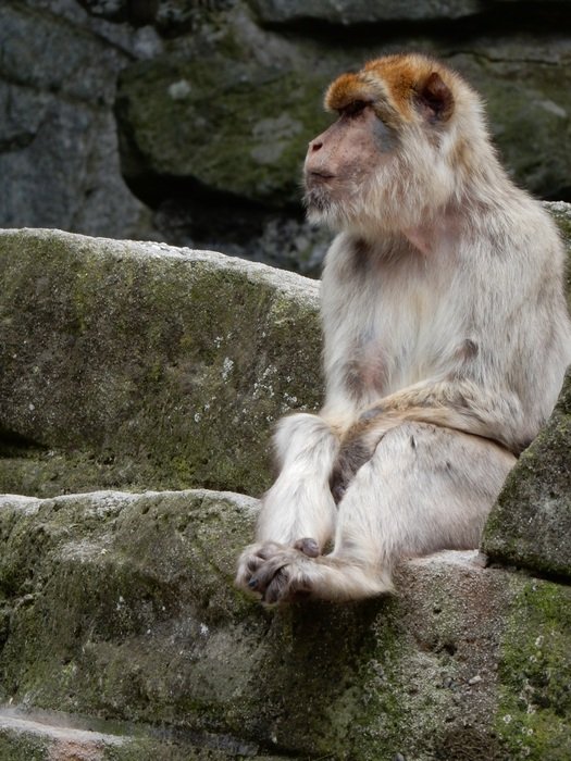 monkey sitting on a stone