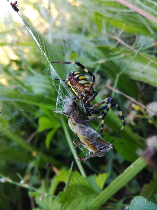 striped beetle in the grass