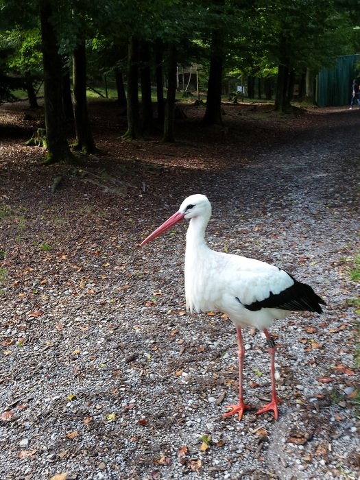 white stork on a forest path in a park