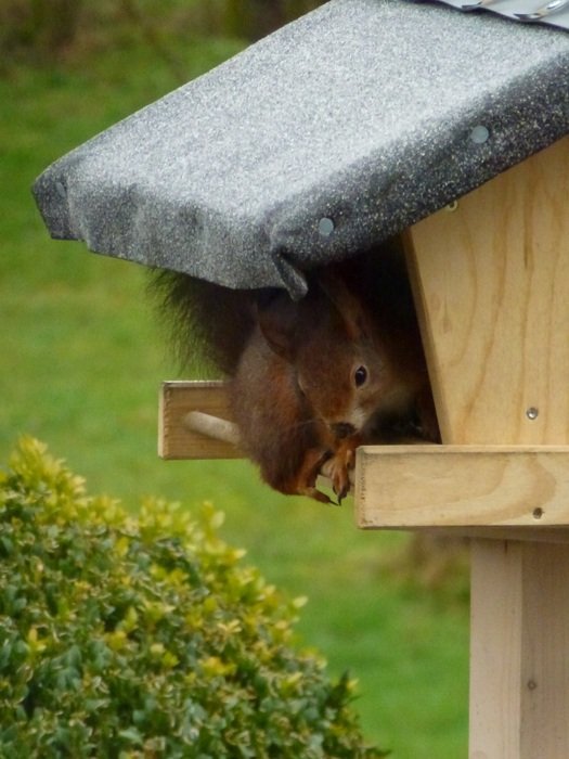 squirrel in the house