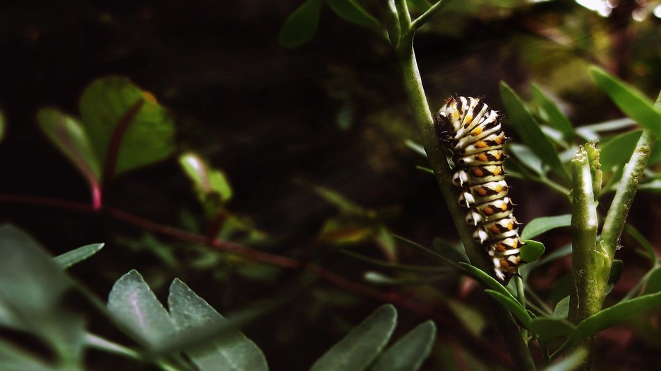 strikingly beautiful Caterpillar