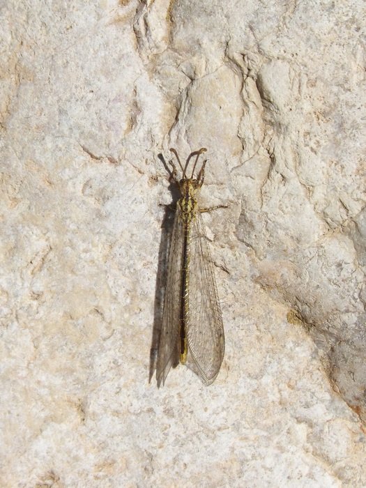 rare winged insect on stone