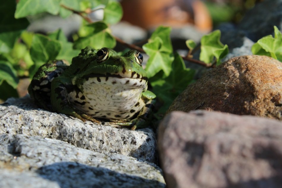 green frog in the garden