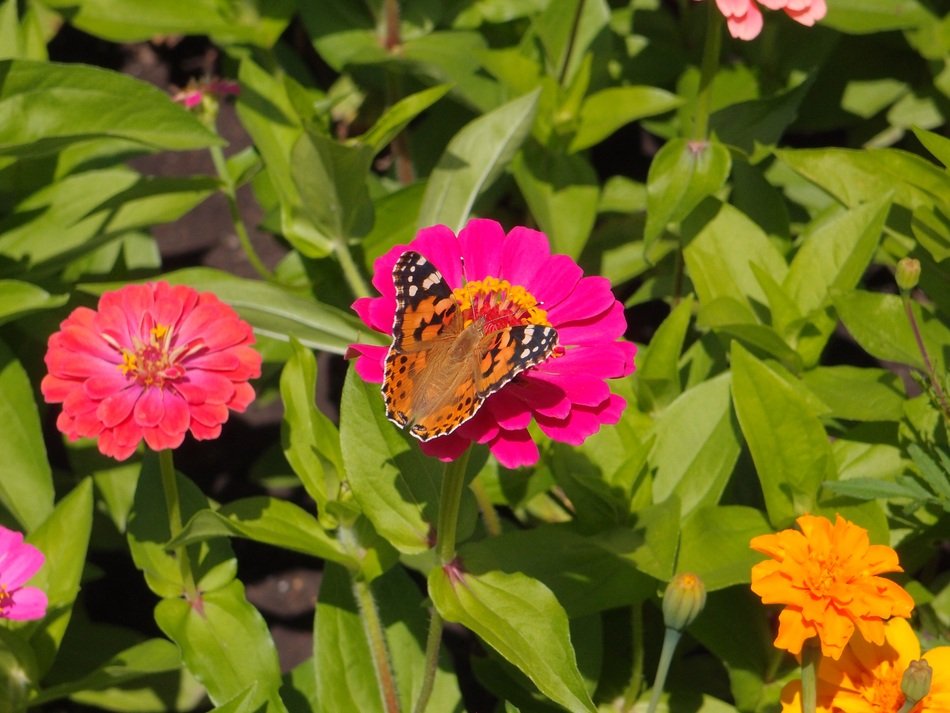strikingly beautiful Garden Flowers