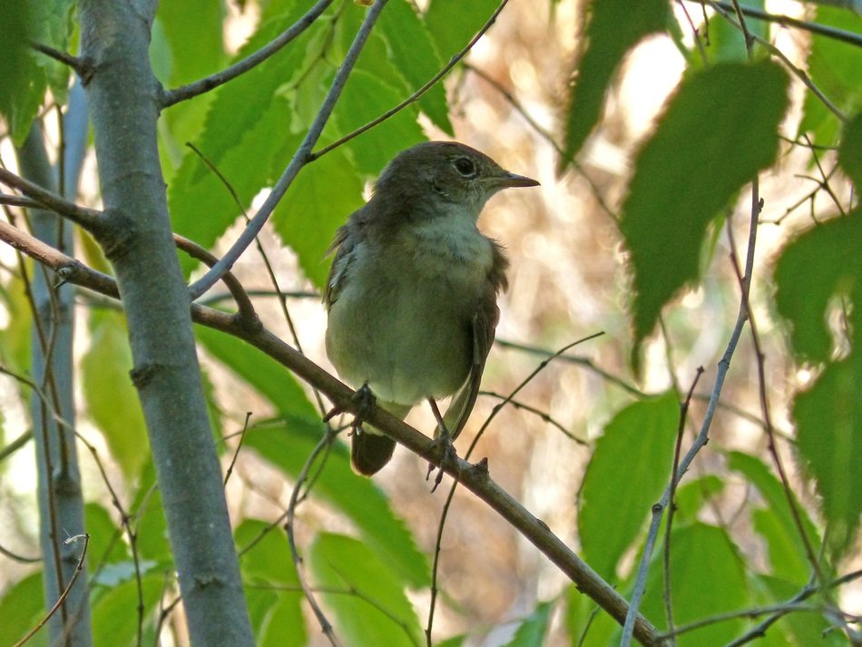 delightful Hackberry Sparrow
