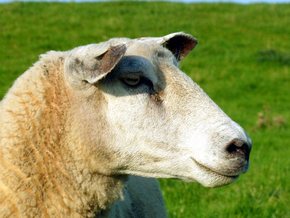 Sheep head, side view, close up