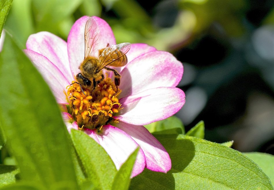 pleasant Bee