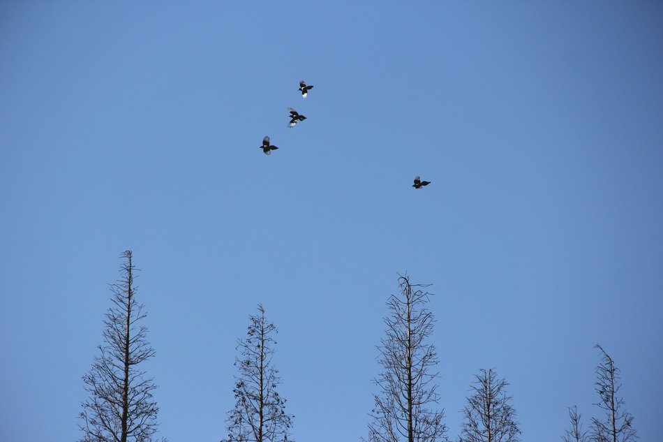 four birds in the sky above the trees