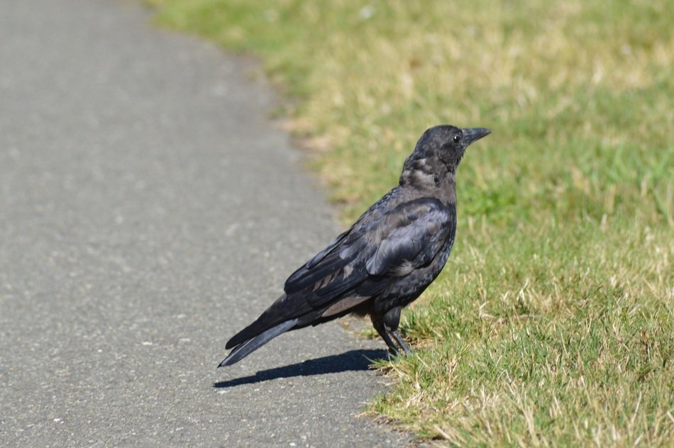 raven on the track