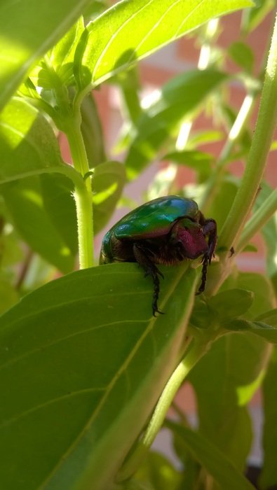 green beetle in the garden