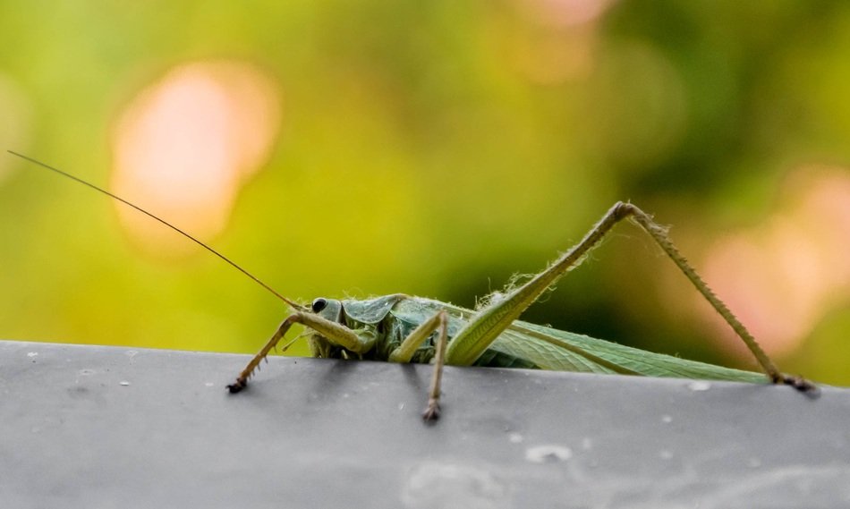 strikingly beautiful Grasshopper Green Insect