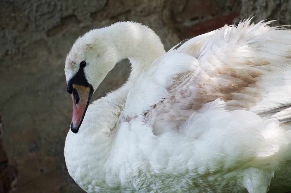 gracile white swan