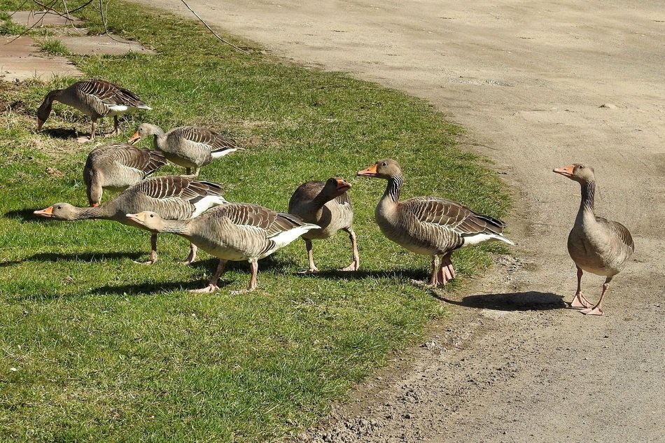 wild geese near the road
