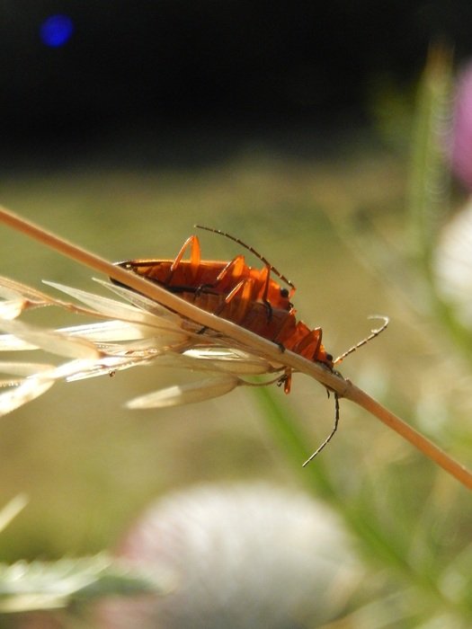 leaf insect in france close-up on blurred background