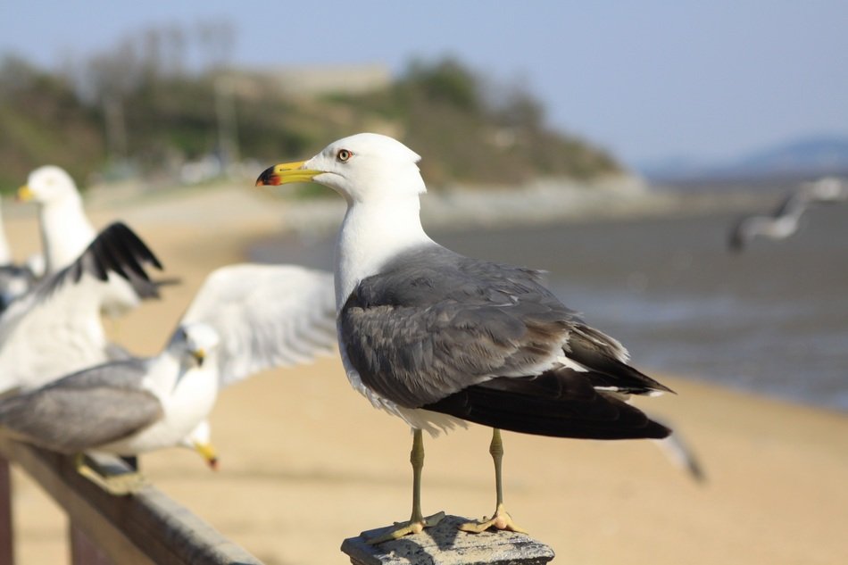 seagulls on the beach of incheon