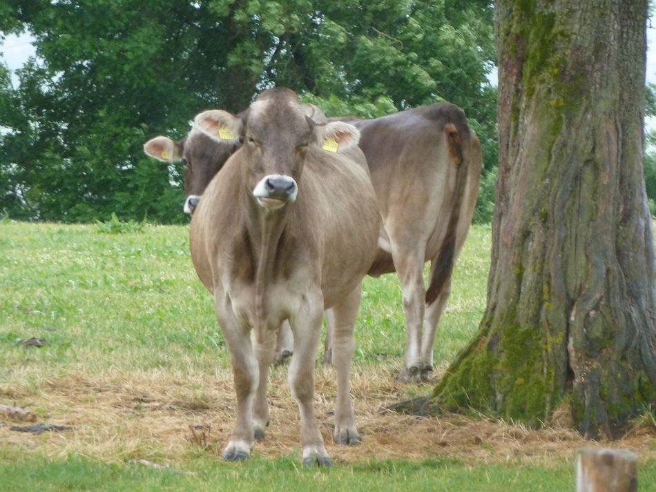 cows on the meadow in Bavaria