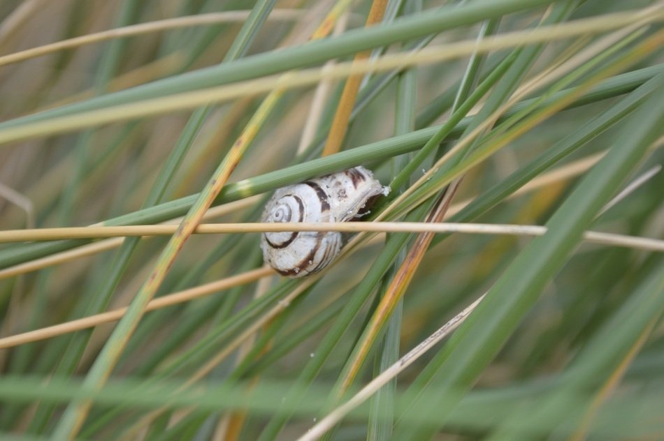 striped snail on a blade of grass