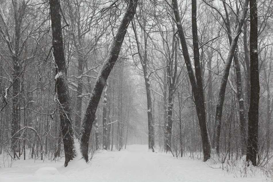 snowy road in a city park in Russia