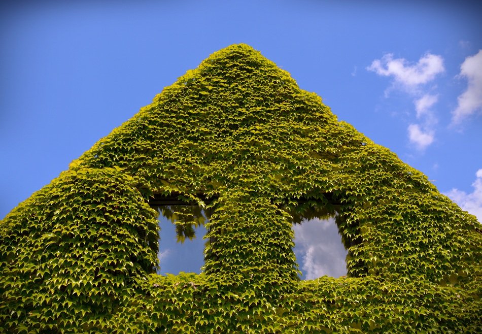 Ornamental wine plants on a facade