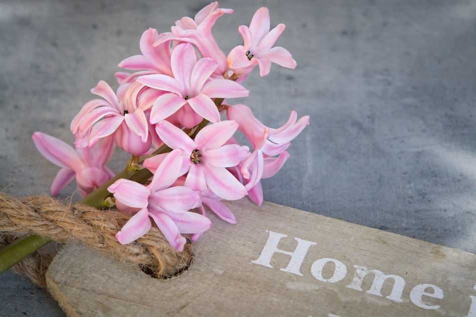 Hyacinth Flower and text home